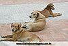 IMG_2949.jpg