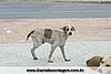 IMG_2951.jpg