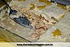 IMG_1266.jpg
