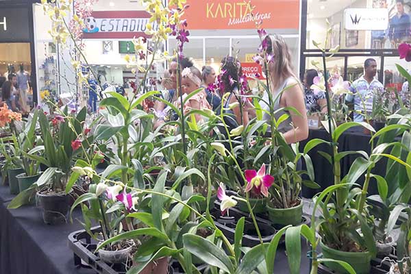 Festival de Orquídeas começa na próxima quarta-feira
