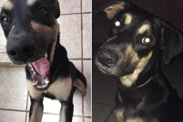 Protetores buscam adotantes para cão resgatado em Contagem