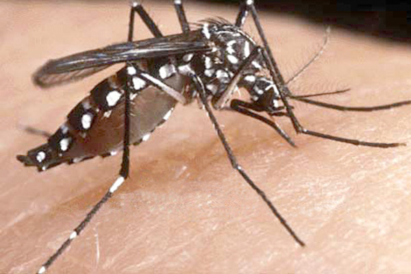 Brasil registra mais de mil casos de Febre Chikungunya 