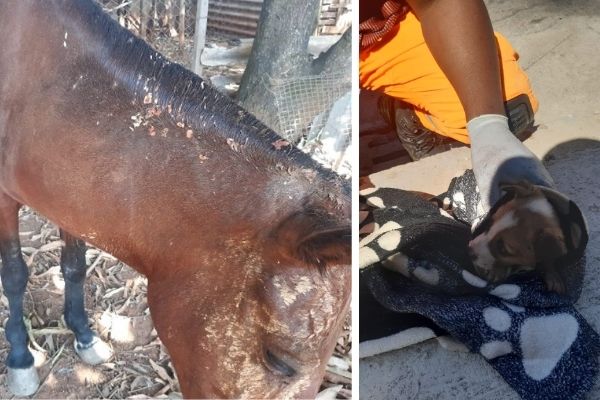 Animais maltratados e abandonados são resgatados em Contagem