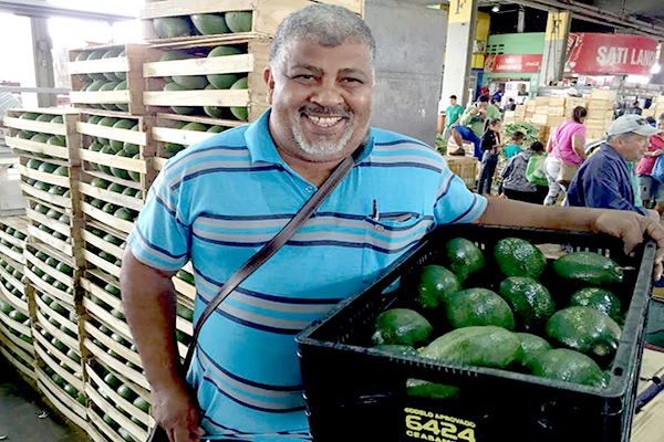 Preço do abacate cai 13% em junho na comparação com 2015