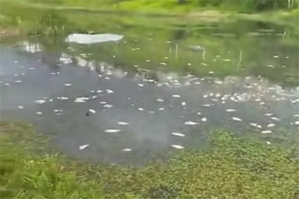 Esgoto polui e mata todos os peixes da Lagoa da Gongorra 