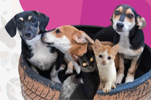 Feira de adoção de cães e gatos no Parque Ecológico Eldorado