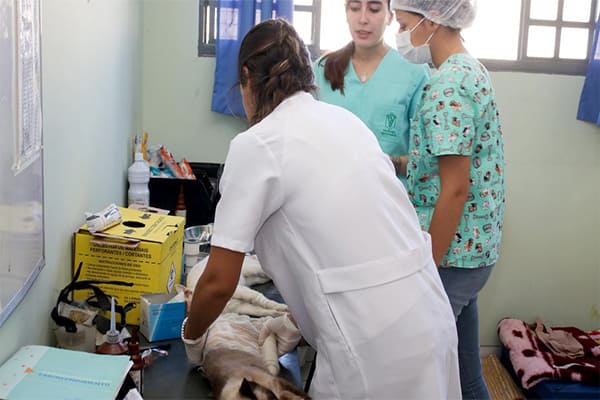 UVZ Contagem recebe testes de leishmaniose e Semad abre cadastro para castração de cães e gatos 