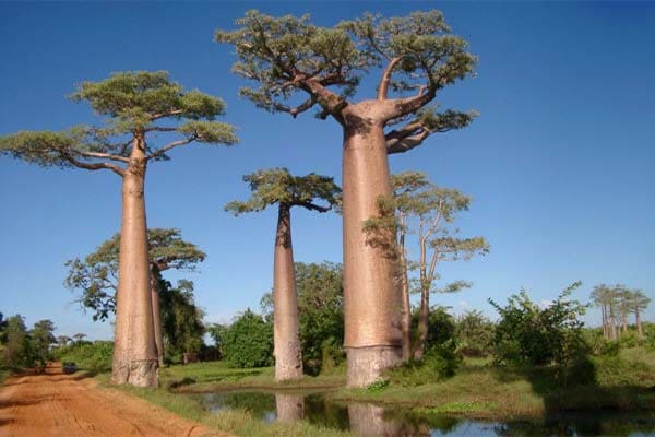 Ambientalistas plantam Baobá no Parque Municipal de BH
