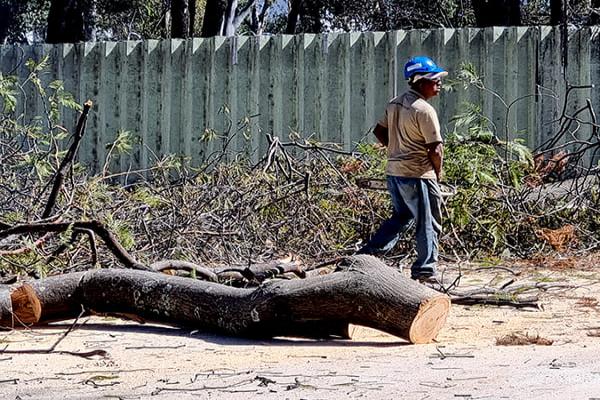 Mais 47 árvores são suprimidas no bairro Eldorado