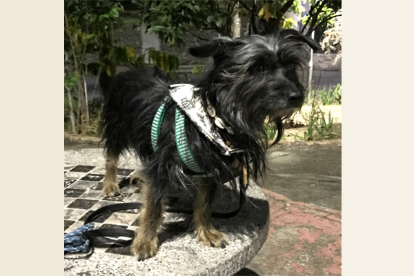 Anunciamos o falecimento do Pedrinho, cão forte igual pedra