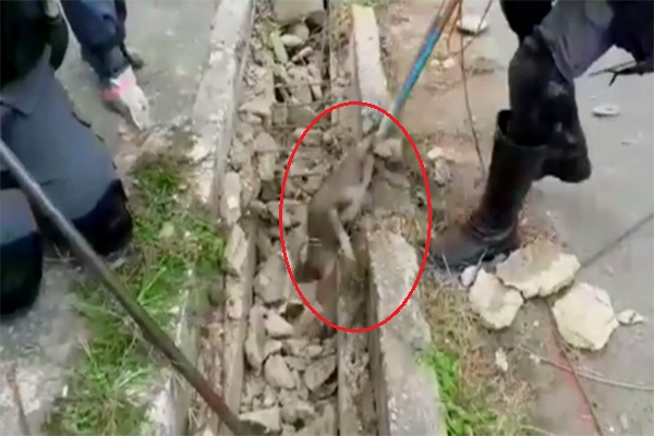 Cães são resgatados de galeria de escoamento de água