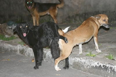 Cães se multiplicam nas ruas de Contagem