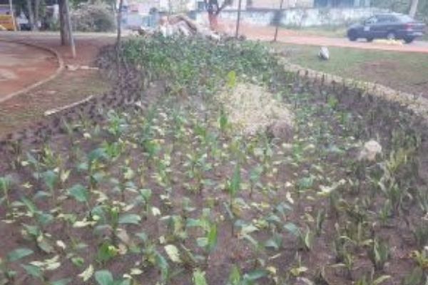 Implantação do jardim de chuva de Contagem está sendo concluída
