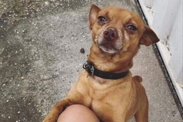 Tutor procura cachorro desaparecido no bairro Vila Belém