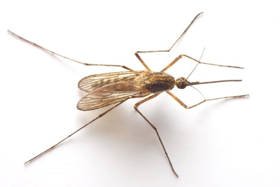 Brasil na luta contra a malária