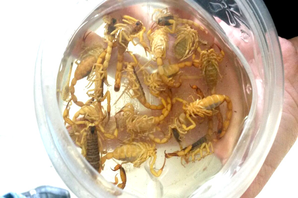 Escola infantil de Contagem sofre com infestação de escorpiões