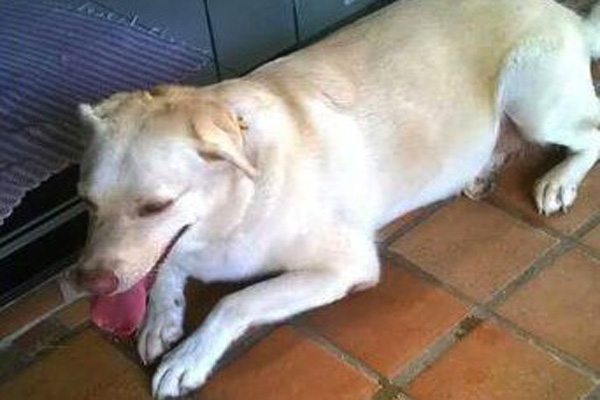 Cadela que sumiu no bairro Vila Belém, foi encontrada