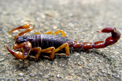 Leitora apresenta problemas com escorpiões