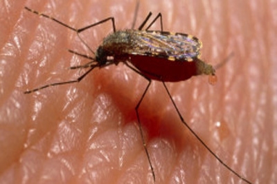 Armadilha de ‘chulé’ para combater mosquito da malária