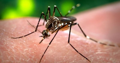 Cientistas testam com sucesso método de impedir transmissão de dengue