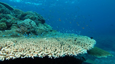 Cientistas querem produzir pílulas de proteção solar a partir de corais