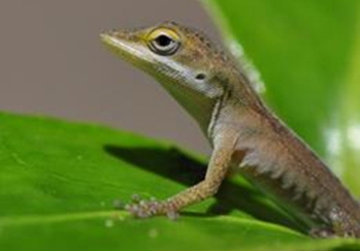 Estudo genético com lagartos pode ajudar a decifrar a evolução humana