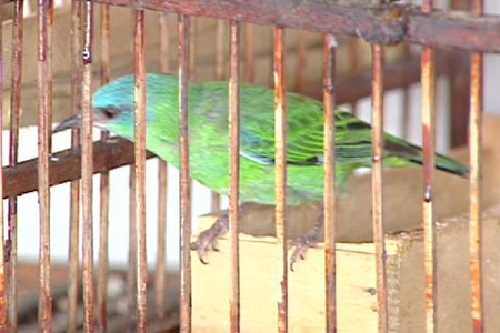 Defensoria Pública promove soltura de aves