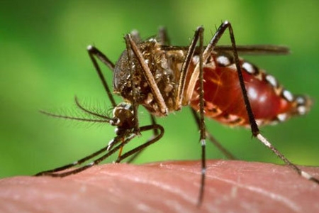 Em caso de suspeita de dengue não utilize anti-inflamatórios