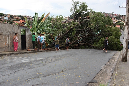 Tempestade derruba árvore no bairro Lindéia