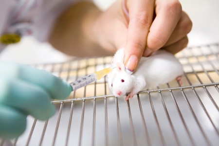 O uso de animais em testes de medicamentos e cosméticos é realmente necessário?