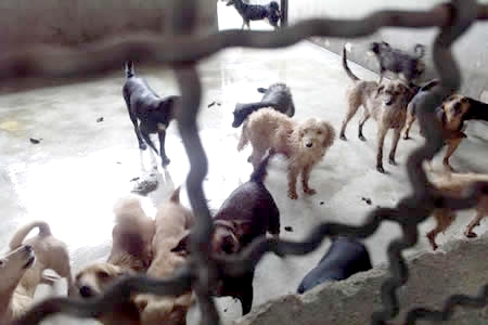 Cães resgatados continuam no CCZ Contagem