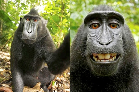 Fotógrafo exige direito autoral de fotos tiradas por Macaco