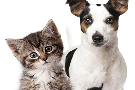 Feira de cães e gatos será neste domingo (31) no Big Shopping