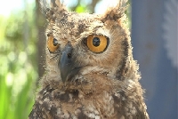 Dia Internacional da Falcoaria ser comemorado em Contagem