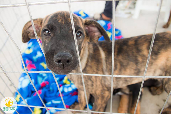 Evento de adoção de animais acontece no domingo