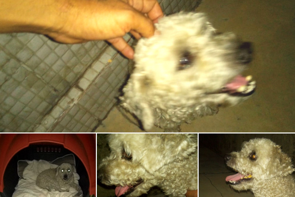 Leitores pedem ajuda para localizar tutores de cão