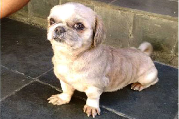 Dingo está sumido e precisa ser encontrado