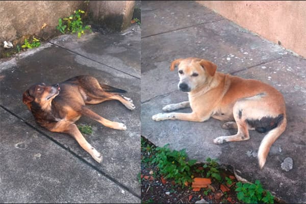 Mais dois cães de rua agonizam e pedem socorro no Eldorado