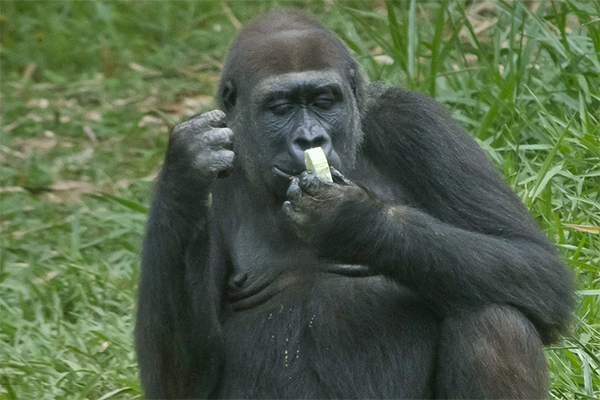 Zoo de BH pode ganhar novo morador, neste ano