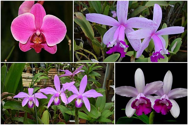 Festival de orquídeas está de volta ao Big Shopping