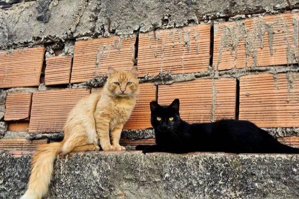 Mais de 30 gatos vivem em situação de risco no bairro inconfidentes, Contagem