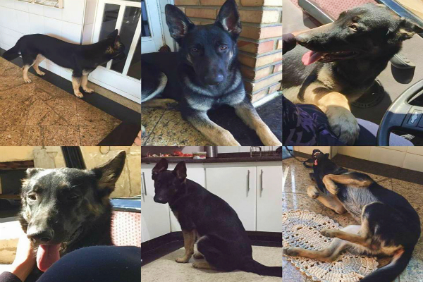 Moradora do bairro Inconfidentes procura cão desaparecido
