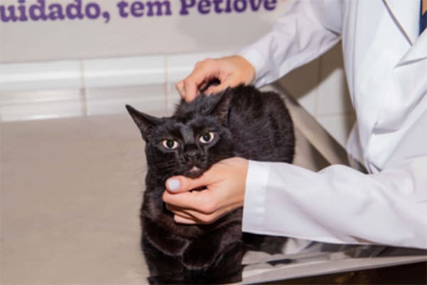 Planos de saúde para pets chega em Contagem e Juiz de Fora