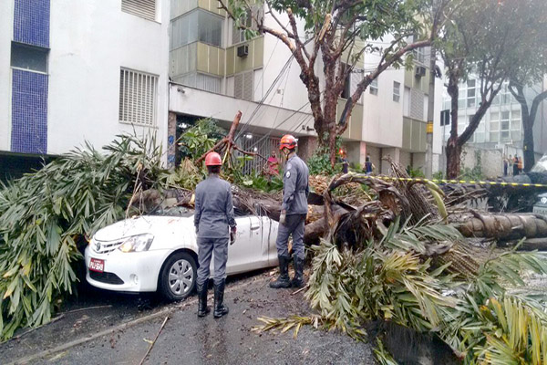 Bombeiros registram mais de 100 ocorrências de cortes de árvores na RMBH
