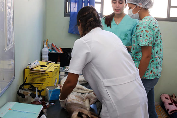Contagem credencia clínicas veterinárias para castração de cães e gatos