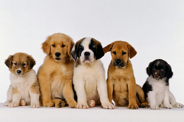 Cão Viver oferece tratamento contra leishmaniose visceral