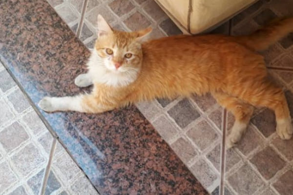 Moradora de Contagem pede ajuda para cuidar de gato resgatado