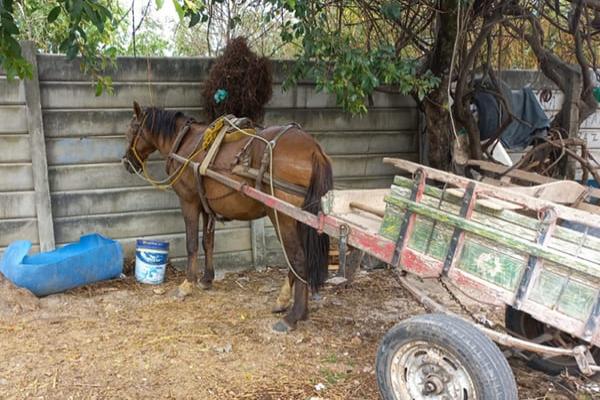 Contagem inicia cadastro de cavalos, mulas e burros