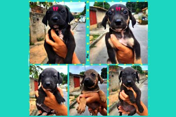 Cachorrinhos lindos em busca de lares amorosos