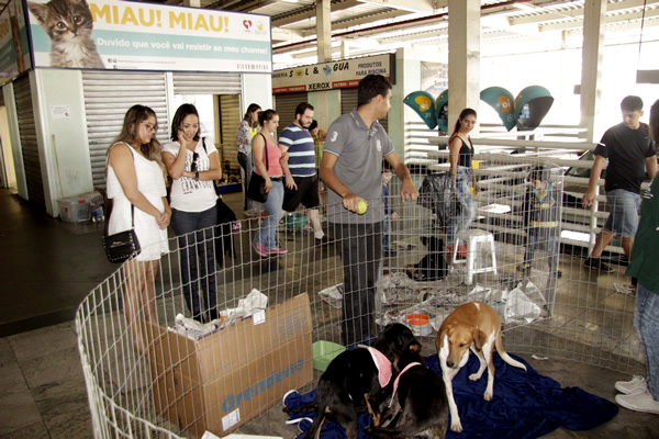 Responsabilidade social com os animais abandonados de Contagem